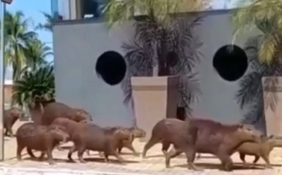 Família de capivaras é flagrada passeando por avenida de Porangatu