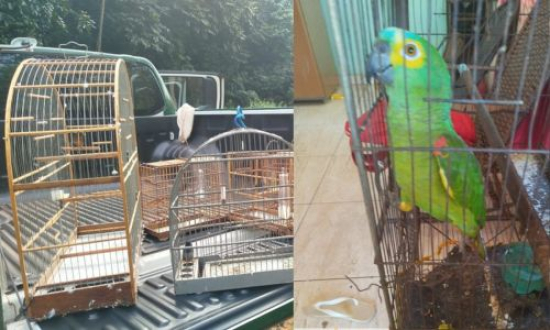 IBAMA  resgata aves em extinçao vítimas de tráfico em MT. 