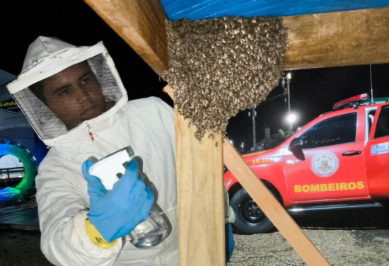 Corpo de Bombeiros faz captura de enxame de abelhas e resgata arara ferida