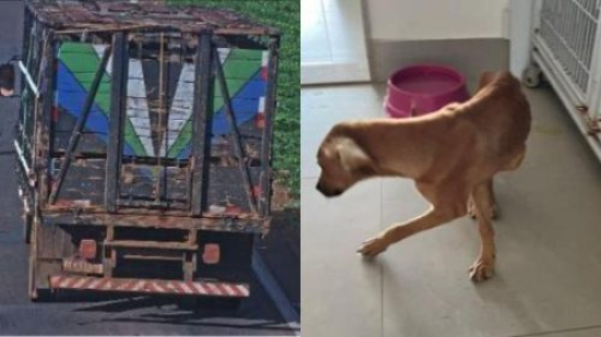 Duas pessoas são indiciadas por abandono e maus-tratos a 50 cães