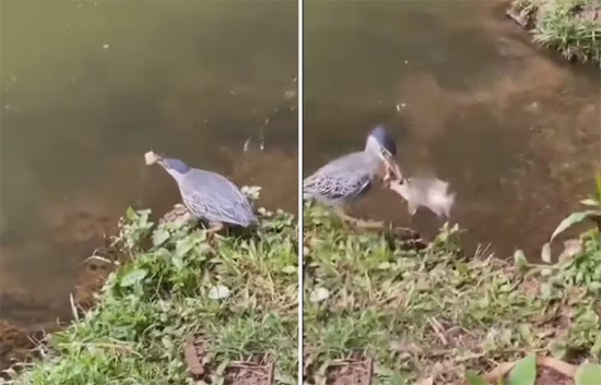 Ave é flagrada usando pedaço de pão como isca para pescar peixe em lago de Goiânia
