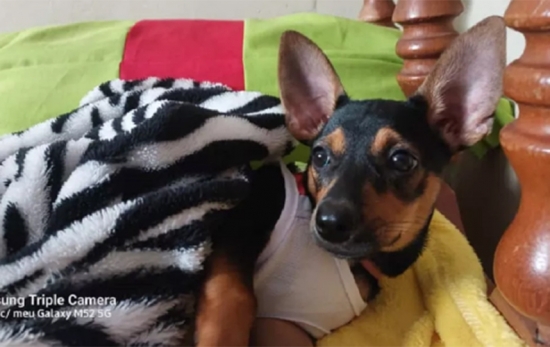 Veja como os pets cuiabanos passaram o frio neste fim de semana