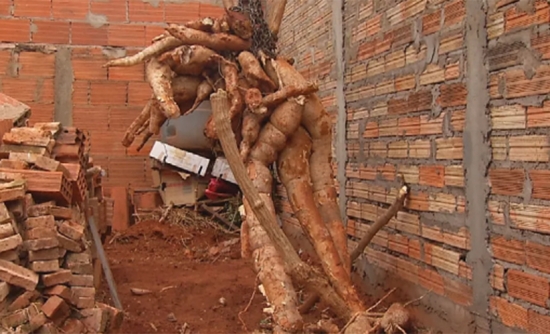 Morador precisa usar guincho manual para colher raiz de mandioca de cerca de 300 kg que ele plantou no quintal de casa
