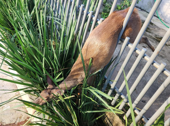 Corpo de Bombeiros resgata veado-campeiro ferido em Campo Verde