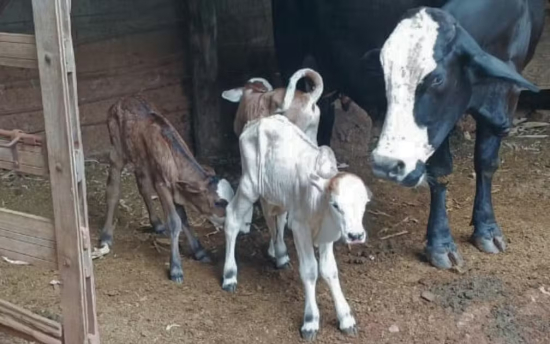 Vaca pare trigêmeos e vira atração em fazenda