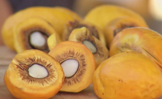 Pesquisadores selecionam novas variedades de pequi sem espinhos