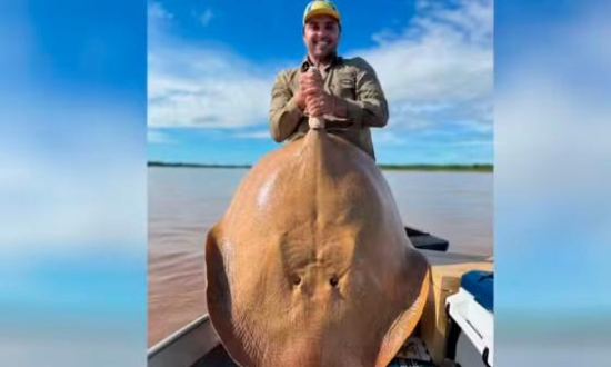 Arraia gigante surpreende pescadores no Rio Araguaia, em Goiás