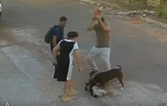 Moradores usam pedras para conter ataque de pit bull a cachorro de rua