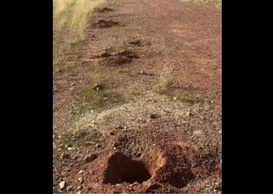 Mudas de ipês plantadas em homenagem às vítimas de feminicídio são arrancadas após desencontro sobre posse de terreno em Cuiabá