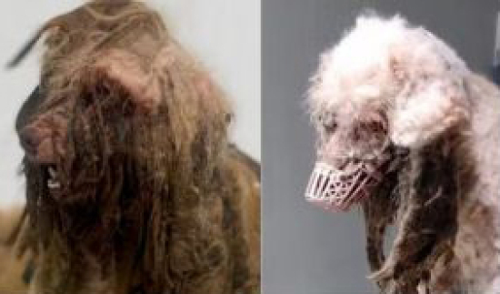 Sete cães são resgatados em situação de maus-tratos em MT