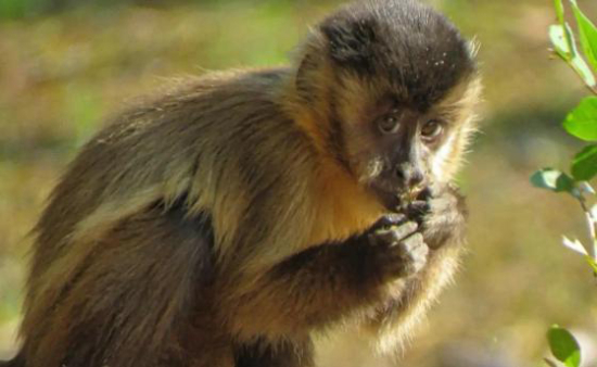 Após salvar macaco à beira da morte, médico enfrenta batalha judicial para tê-lo de volta