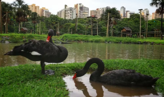 Zoológico de Goiânia é fechado após morte de cisne negro com suspeita de gripe aviária