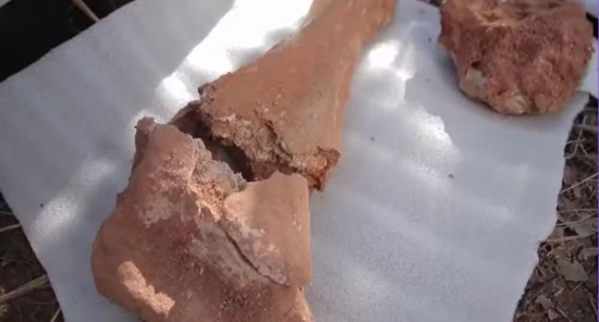 Pesquisadores da UFMT descobrem fósseis raros de dinossauros em Chapada dos Guimarães