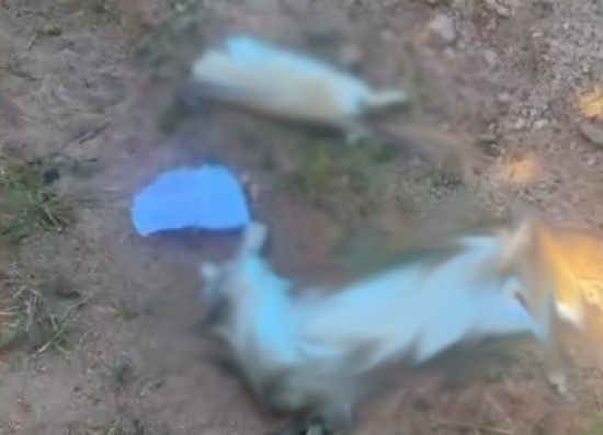 Coelhos usados em terapias são encontrados mortos na Apae de MT e polícia investiga suspeita de morte intencional