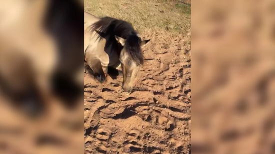 Mais de 650 cavalos morrem em todo o país após consumo de ração; empresa nega números e caso é investigado pelo Mapa