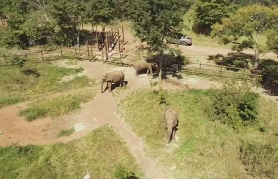 Após anos de solidão, elefanta Kenya chega ao Santuário de Elefantes em Chapada dos Guimarães