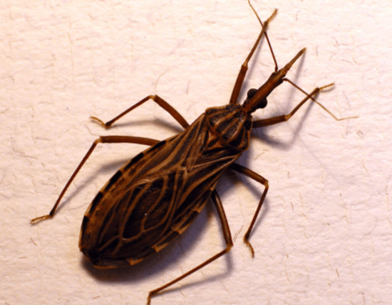 Barra do Garças tem pontos de entrega de barbeiro por toda a cidade