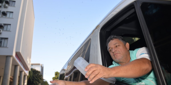 Goiás inicia uso de mosquitos com bactéria Wolbachia no combate à dengue, zika e chikungunya