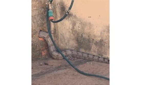 Servidor encontra jiboia de grande porte atravessando muro de casa em Barra do Garças