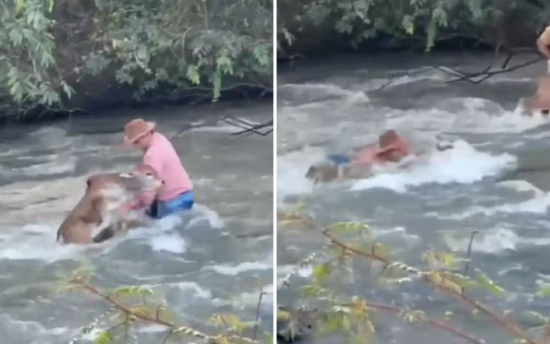 Peão arrisca a própria vida para salvar bezerro em rio com forte correnteza em GO