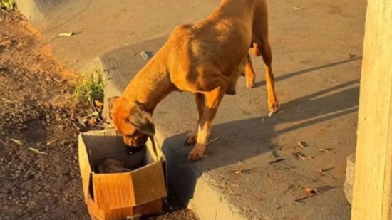 Casal provoca incêndio em lote baldio e mata 10 filhotes de cachorro