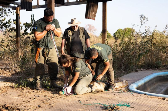 Sema inicia cadastro de voluntários para resgate e manejo de animais silvestres em unidades de conservação