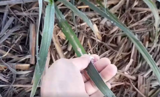 Frio histórico: Goiás registra 3,5°C e geada em várias cidades