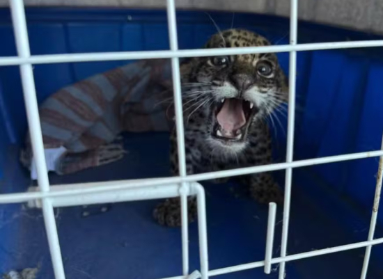 Filhote de onça-pintada aparece em casa de família e é resgatado em Barra do Garças