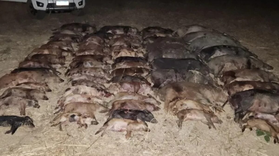 Mais de 60 javalis são abatidos em cidade goiana em uma única noite