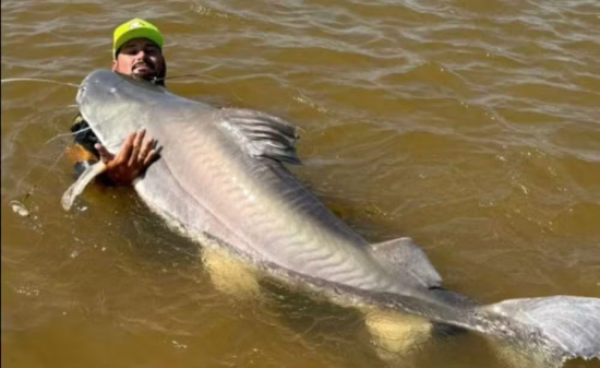 Guia turístico captura piraíba gigante de mais de 2 metros no Rio Araguaia