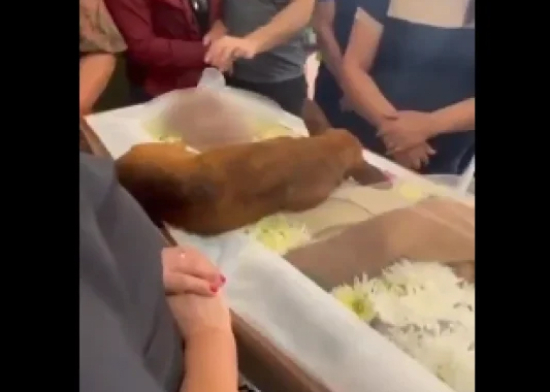 Cachorro percorre 12 km para se despedir do dono em enterro