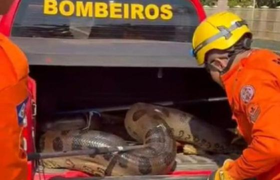 Sucuri de 5 metros é resgatada em pátio de empresa de produção de algodão