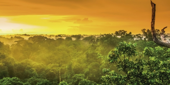 País celebra o Dia da Amazônia neste sábado