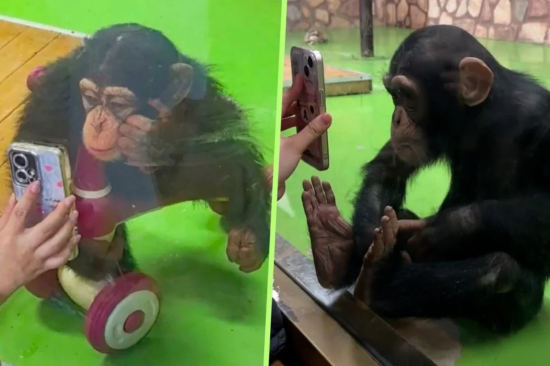 Zoológico proíbe visitantes de mostrar vídeos a chimpanzé viral por risco à saúde