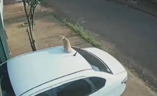 Gata sai para passear em cima do teto de carro em Itumbiara