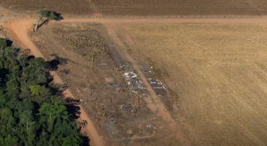 Gado criado ilegalmente em território indígena pode ter abastecido frigoríficos da JBS