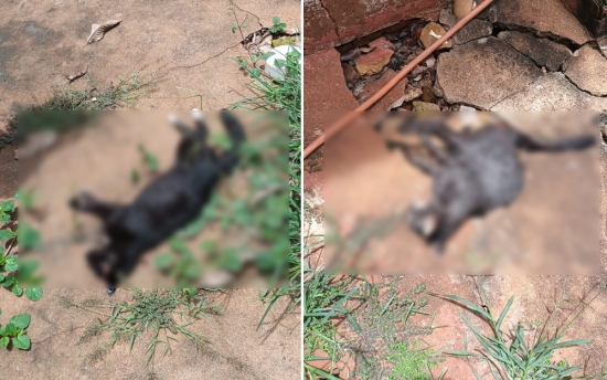 Gatos são encontrados mortos próximo à Prefeitura e caso será investigado