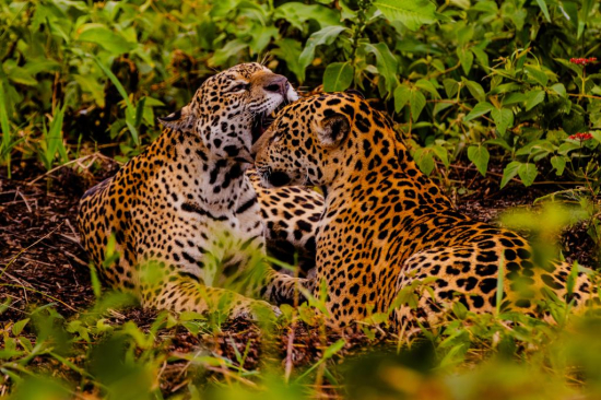 Embratur destaca Pantanal e Mato Grosso como potências do turismo brasileiro