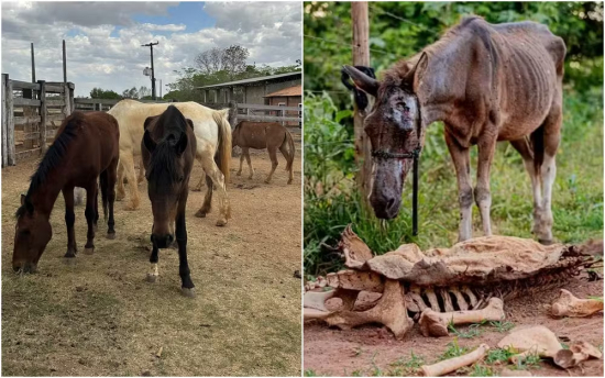 Zezé Di Camargo adota cinco cavalos resgatados de abatedouro clandestino em Goiás e amplia canil para cães abandonados
