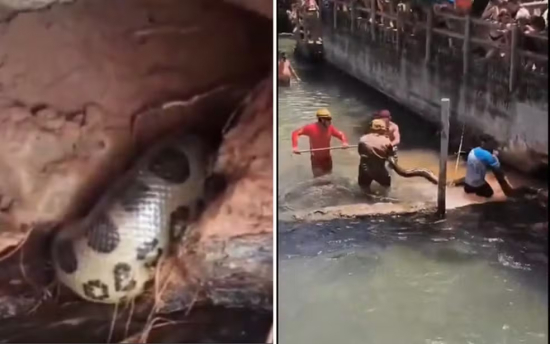 Banhistas aplaudem resgate de sucuri de cinco metros em Rio Quente
