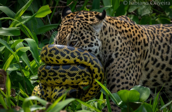 Sucuri se enrola no focinho de onça durante batalha no mundo animal