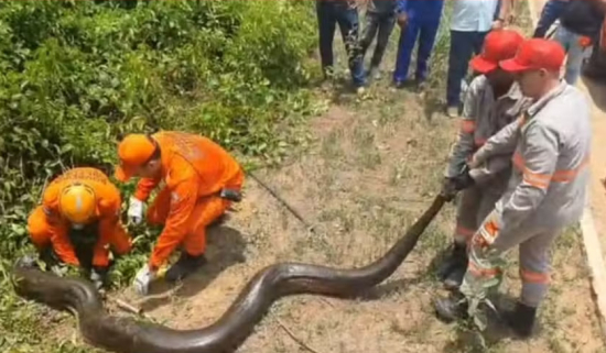Sucuri é resgatada após causar curiosidade e tumulto entre moradores em MT