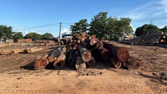 Operação mira esquema de exploração ilegal de madeira e cumpre mandados em MT