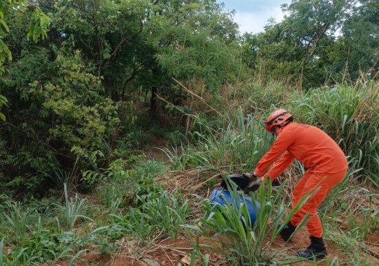 Corpo de Bombeiros é acionado para resgatar cobra caninana que entrou em residência