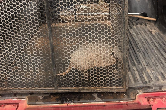 Corpo de Bombeiros resgata tatu-galinha que estava em área urbana de município